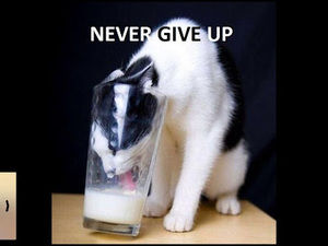 Meet your Posher, Taylor